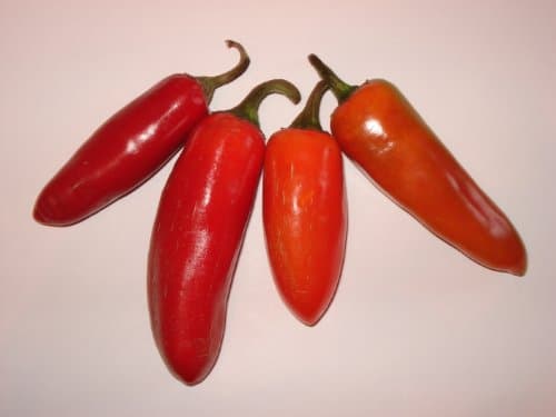 Pepper (Hot) Jalapeno