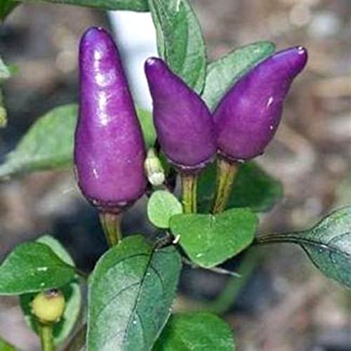 Purple Tiger 10 x Chilli Seeds