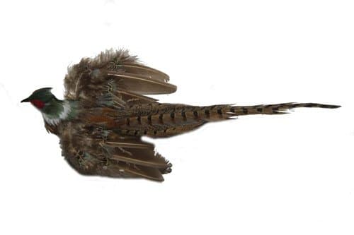 Zachary Jr. The All Feather Pheasant