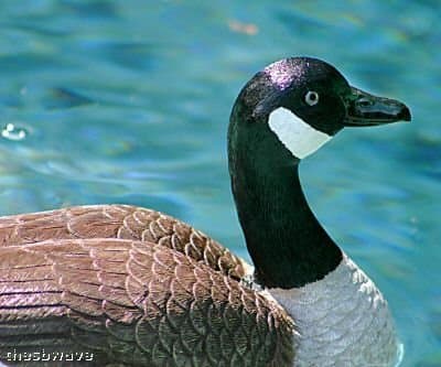 Large Floating Canadian Goose for pool or pond