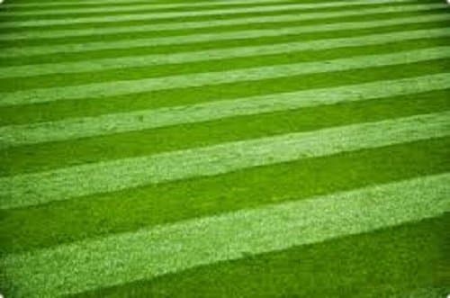 Luxury Grass Seed FINE Front Lawn Seed Pristine Certified Seeds (10kg)