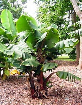 Musa Truly Tiny live Banana plant fruit tree