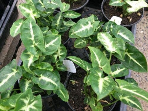 1 Starter Plant Syngonium 'Pixie' 4" Pot #TND110