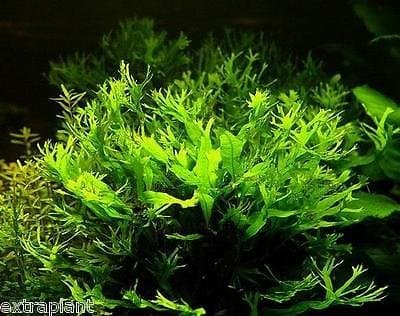 Lace Java Fern Full Pot Microsorium windelov Live Aquarium Plants