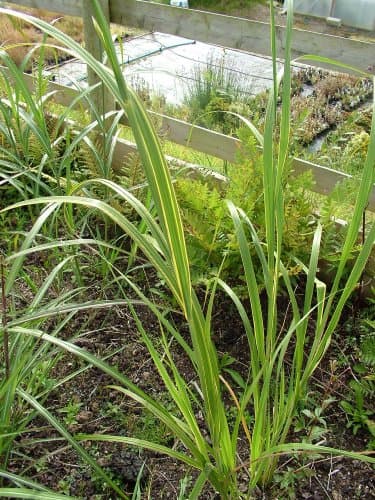 Spartina pectinata 'Aureomarginata'
