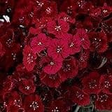 Dianthus- Dunetti- 100 Seeds
