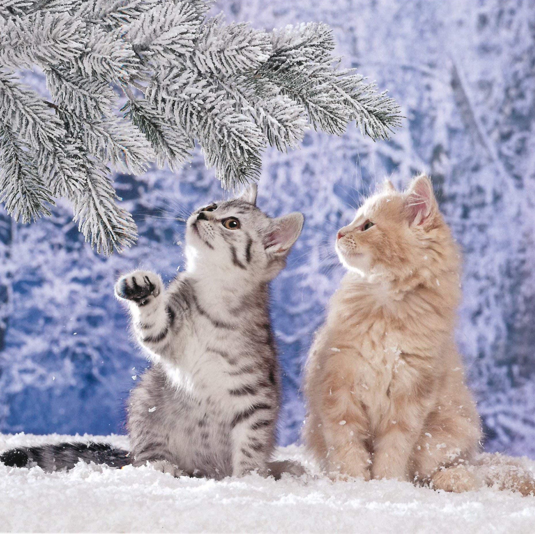 RSPCA Christmas Card - Kitten Under The Tree - 6.3 x 6.3" - Noel Tatt - 42887