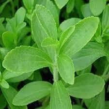 Stevia seeds for planting,100% Germination (100 seeds)