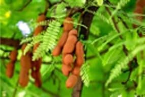 Generic Ten plus Tamarind Seeds, Tamarindo for Growing – Organic, Non-GMO, High Germination Rate, Ideal for Gardens and Indoor Planting, brown