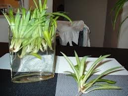 Cream n' Green Spider Plant