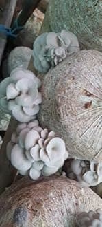 SMA Shyam Mushroom - Oyster Mushroom Spawn and Seed - 500 gram