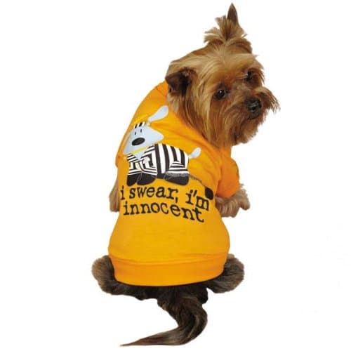 Dog Is Good Prisoner Tee for Pets, Small, Orange