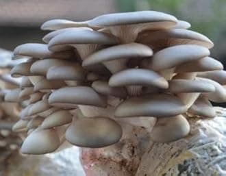 Root Mushroom Farm- Mushroom Liquid Cultures/Florida Oyster(Pleurotus Florida)