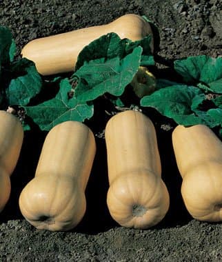 100 Waltham Butternut Winter Squash Seeds