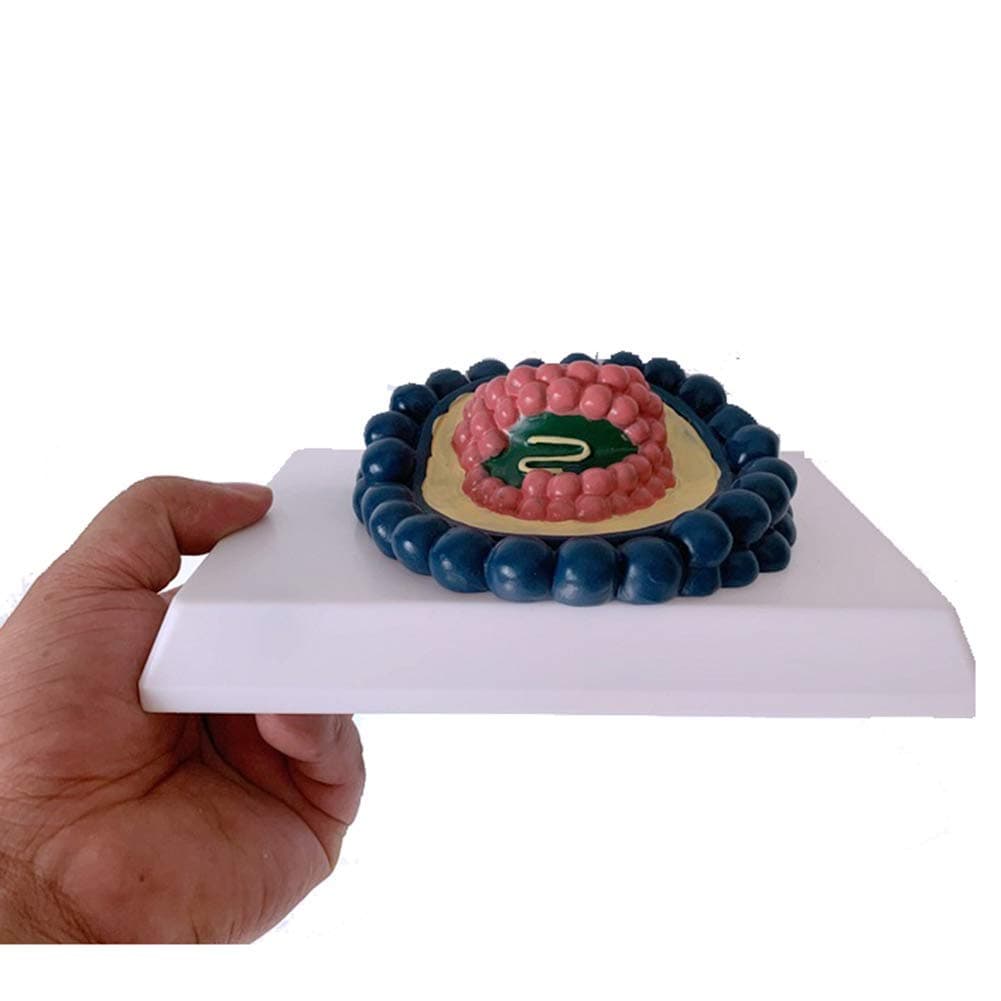 DBSCD Human Coronavirus Model-Virus Amplification-Virus Construction-Virus Anatomy-Scientific Research and Teaching Model