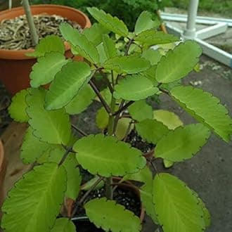 Patharchatta Live Plant Kidney Stone Tree Patharchatta Ayurvedic Medicinal Plant Kalanchoe Pinnata Plant For Home Gardening Without Pot,Green