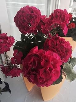 Geranium Imported Flower Seeds For Home Gardening | Pack Of 50 To 70 Seeds (Dark Red)