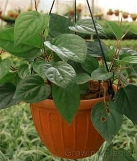 Growing Plants Live Betel Leaf Banarasi Maghai Paan Rare Healthy Live Plant Medicinal Herb Pack of 1 With Black Plastic Pot