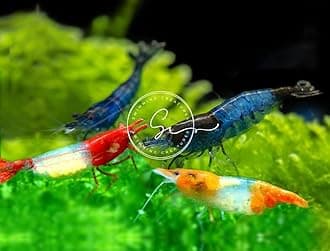 Swimming Creatures™ Premium Neocaridina Shrimp – Freshwater Aquarium Shrimp (10, Rili Mix)