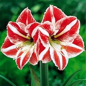 Amaryllis Lily Live Plants for Home Garden Pack of 5 Bulbs By Zabbus