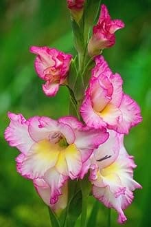 Gladiolus Flower Bulbs All session Imported Vearty for Home and Gardening Pack of 5 bulbs (ORANGE)