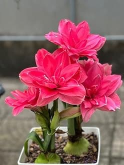 SVG® Imported Double Amaryllis Lily Flower Bulbs for Planting and Gardening, Pack Of 2 Bulbs (Dark Magenta)