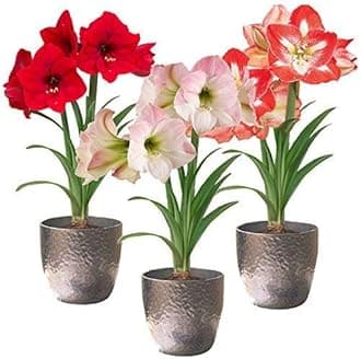 Amaryllis Lily Flower Bulbs (Pack of 3 Bulbs)