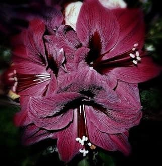 SVG® Imported Double Amaryllis Lily Flower Bulbs for Planting and Gardening, Pack Of 2 Bulbs (Dark Brown)