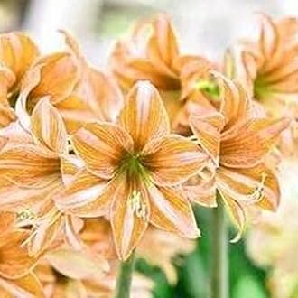 Amaryllis Seeds 20Pcs/Bag Amaryllis Seeds Quick Growth Landscaping Non GMO Easy Care Amaryllis Seeds Houseplants Garden Supplies Light Yellow