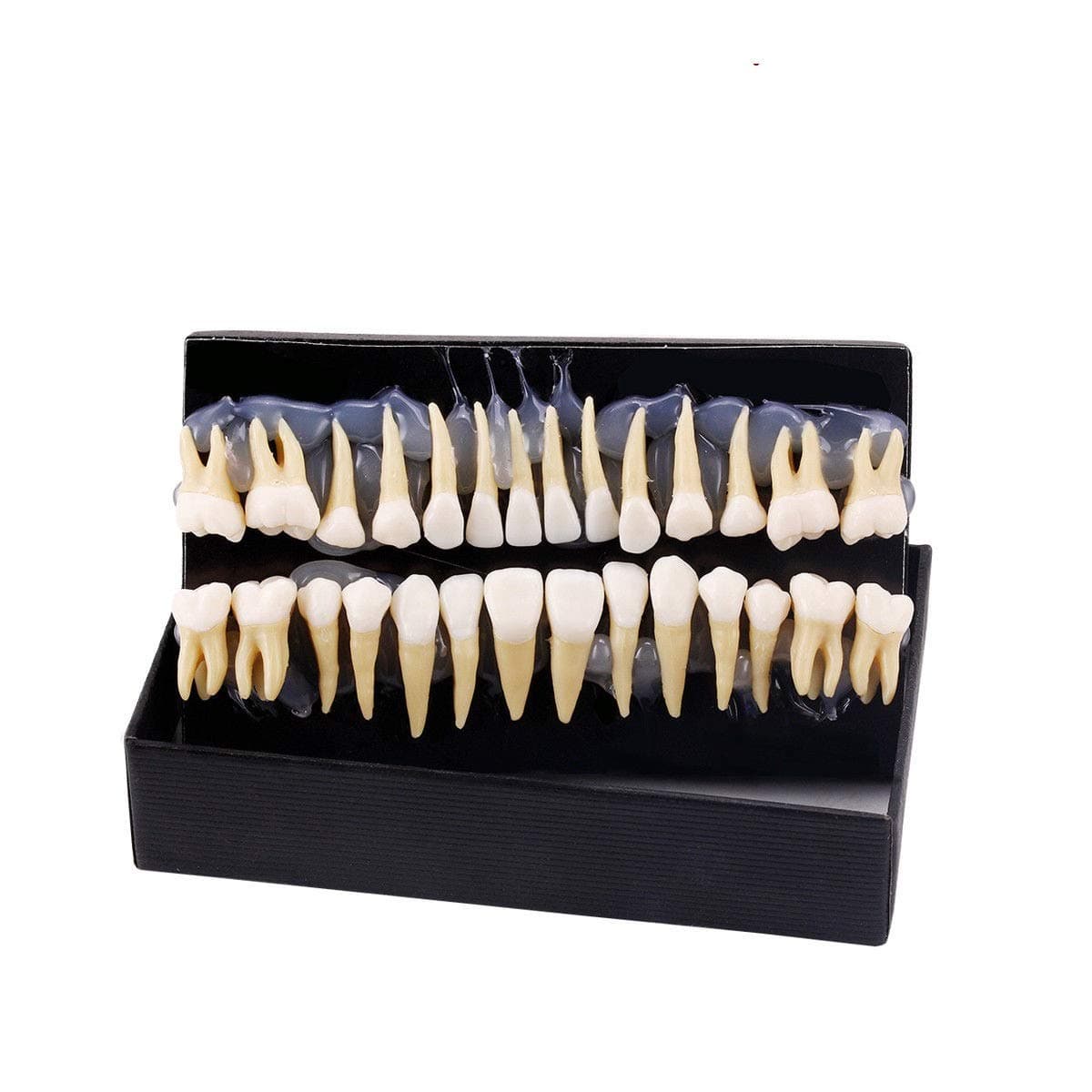 28pcs Dental Teeth Model for Teaching and Studying 1:1 Permanent Demonstration