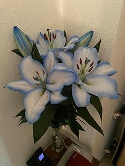SVG® Oriental lily Double Imported Flower Bulbs All season for Your Home and Gardening Pack 2 bulbs (BLUE SHADED)