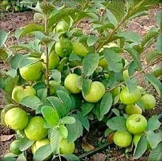 Rare Varity Thailand Guava Live Fruit Plants & Tree Bonsai Fruit Plant All Season Fruit Plant CF_1016