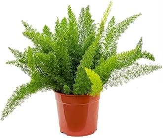 Bushy Evergreen Live Plant With Plastic Pot | For Home, Office, Garden & Landscape | Pack of 1 | Asparagus Densiflorus