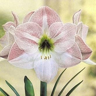 Amaryllis Seeds 20Pcs/Bag Amaryllis Seeds Quick Growth Landscaping Non GMO Easy Care Amaryllis Seeds Houseplants Garden Supplies White