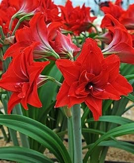 Seeds DL Amaryllis Lily Imported Big Size Bulbs Multi-Pack (5 Bulbs)