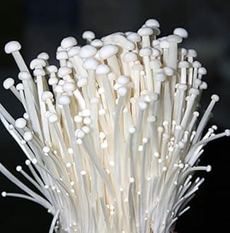 Root Mushroom Farm- Mushroom Liquid Cultures/White Enoki(Flammulina velutipes)