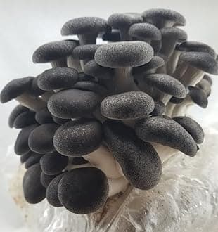 Black Pearl King Oyster Mushroom Grain Spawn - 1 lb. Ready to Use - Grow Your Own Gourmet or Medicinal Mushrooms at Home or Commercially - for G2G Transfer or Pasteurized Straw Inoculation