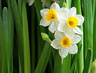 Flower Bulbs Pack | Nargis Flower Bulbs for Home Garden - Pack of 20 Bulbs Fresh & Healthy