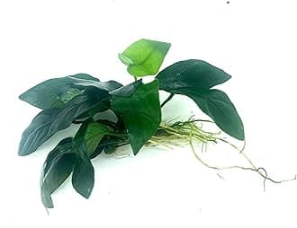 Generic 2 Anubias Nana Live Aquarium and Pond Plant, Green