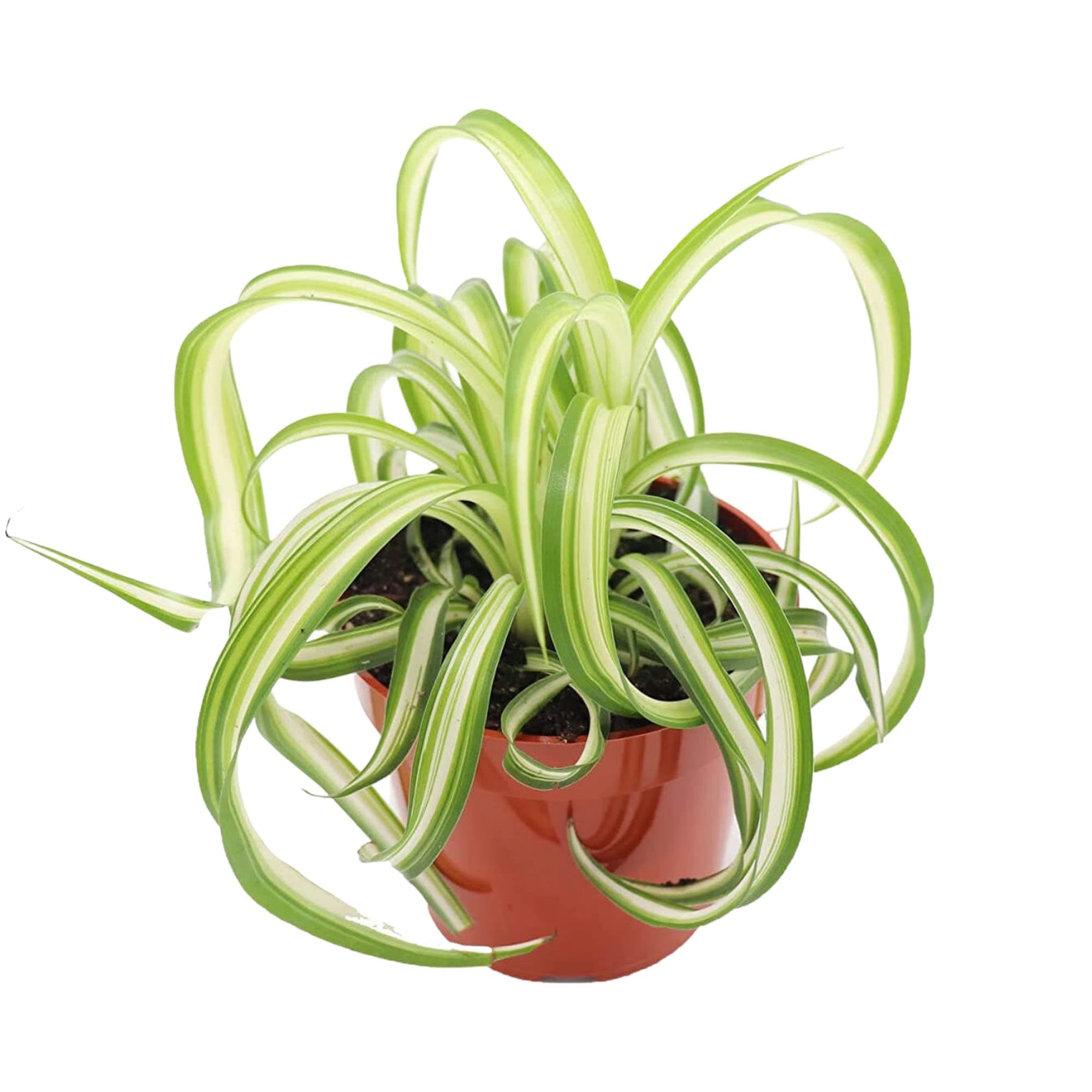 Bonnie Curly Spider Plant
