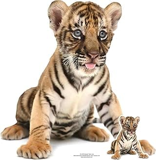 STAR CUTOUTS SC1440 Bengal Tiger Cub Sitting Cardboard Cut Out Height 73cm - Ideal for Animal Theme, Parties, Birthdays & Fans, Room Decorations & Events