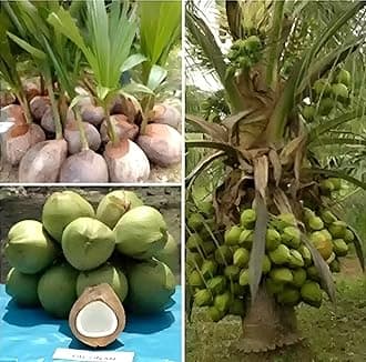 Green view® Ganga Vardhan Coconut Live Plant – Premium High Yield Tender Nariyal Tree | Sweet Hybrid Coconut Variety | Hardy Fast Growing Outdoor Coconut Fruit Plant