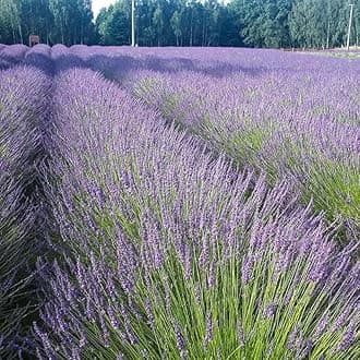 Lavandula x Intermedia Phenomenal (English Lavender) #1 Size Root for Planting – Hardy Perennial with Fragrant Flowers | Long Lasting Summer Blooms for Gardens (2 Pack)