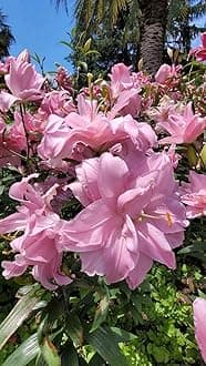 SVG® Double Oriental Lily Flower Bulbs for Home and Gardening, pack of 5 Bulbs (PINK SHADE)