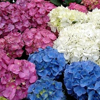 GardenersDream 3 X Mixed Hydrangea Macrophylla Plants in Pots - Outdoor Garden Ready Flowering Shrubs - Potted Outdoor Plants for Gardens and Borders (15-25 cm incl. 9 cm Pot)