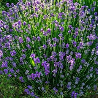 2 Lavender Plants, Live Lavender Flower Plant 2 to 4 Inch, Fragrant Shrub Indoor Outdoor Planting (Light Fragrant Lavender)