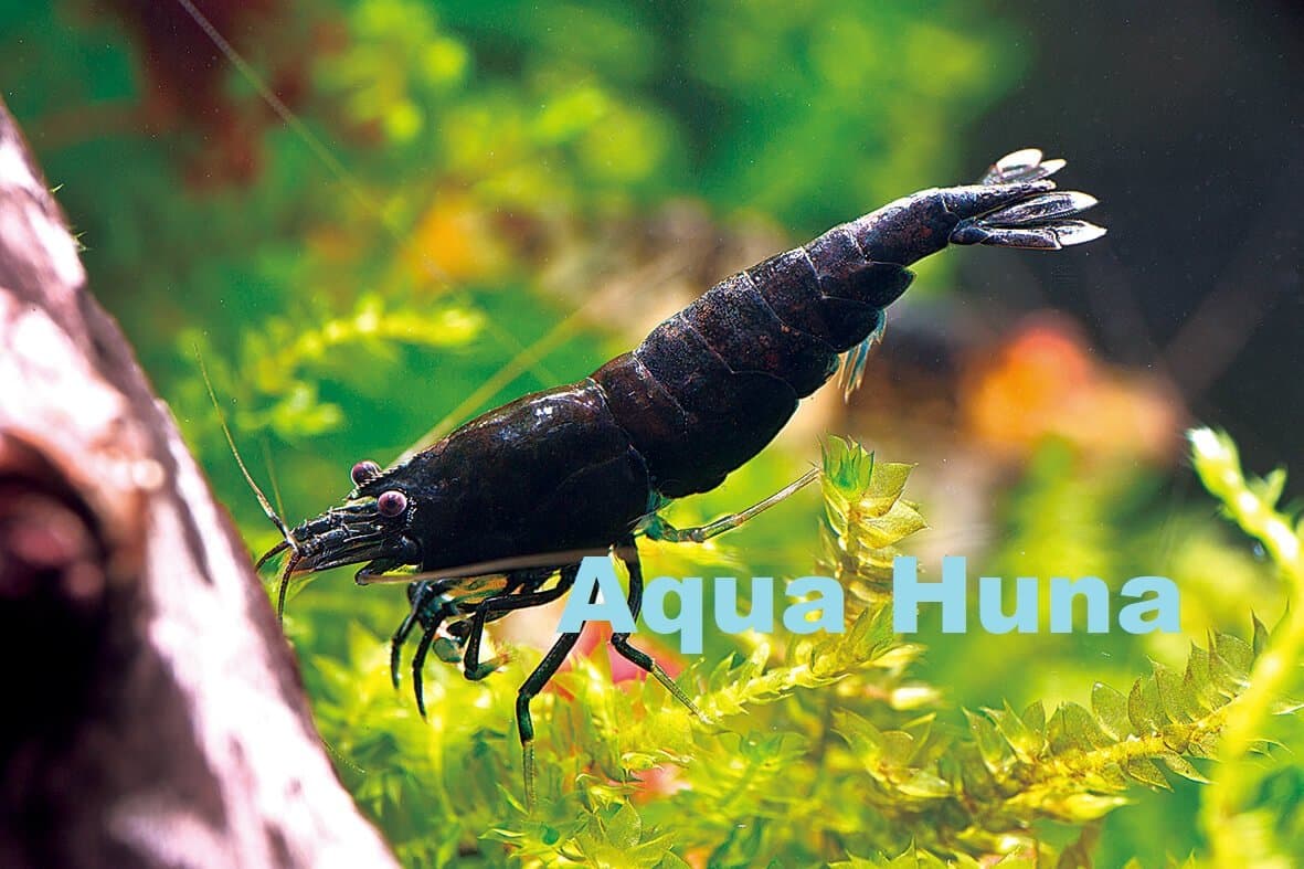 Aqua Huna Black Shrimp - 6 Pack