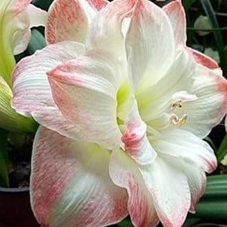 Amaryllis for Planting Now UK Perennial Good for Containers Excellent Display Plant Bulbs Ornamental Greening Flower Natural Organic Easy Plant Perennial -3bulbs-M