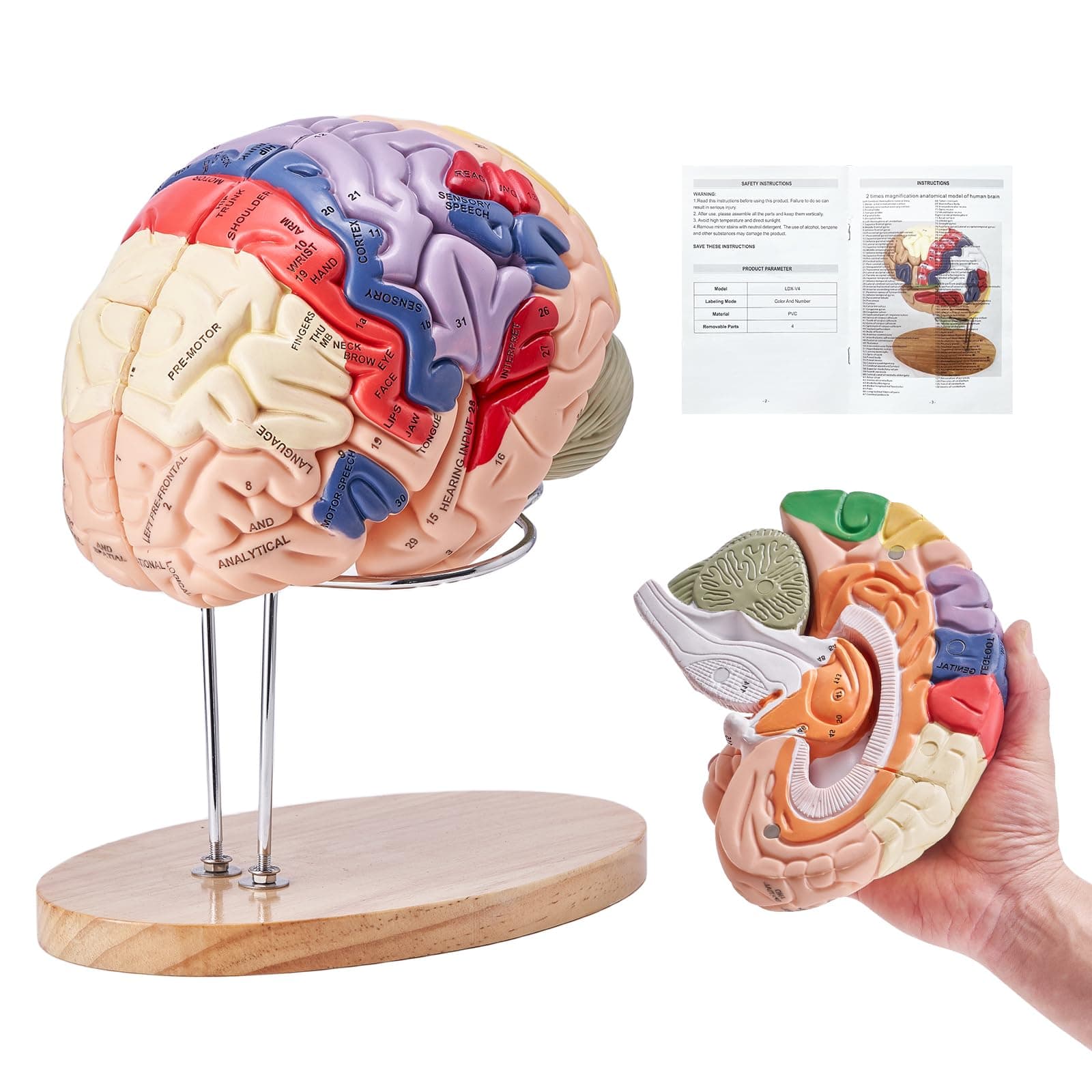 VEVOR 4-Part Human Brain Model Anatomy with Labels & Display Base, Color-Coded Life Size Human Brain Anatomical Model for Science Classroom Study & Display