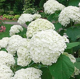 White Hydrangea Flower Healthy Live Plant (pack of-1) W1